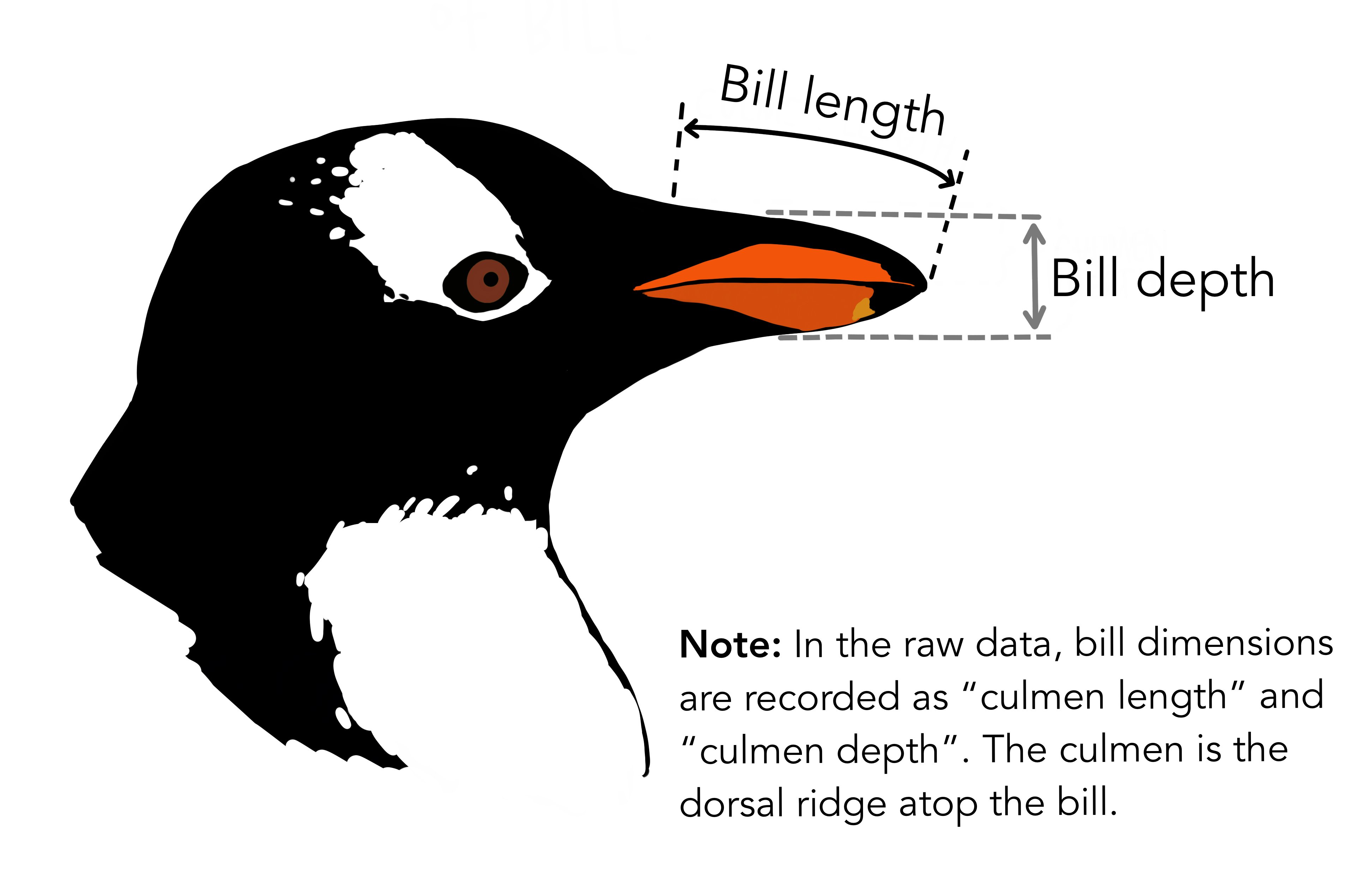 What is lenght and depth of penguin bills?